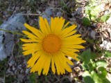 42. Divokozjak